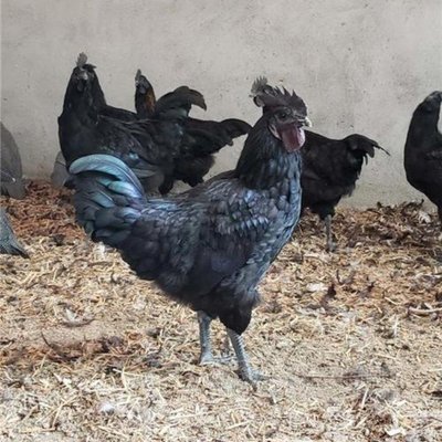 快大型黑羽乌鸡苗供应与养殖技术培训指南